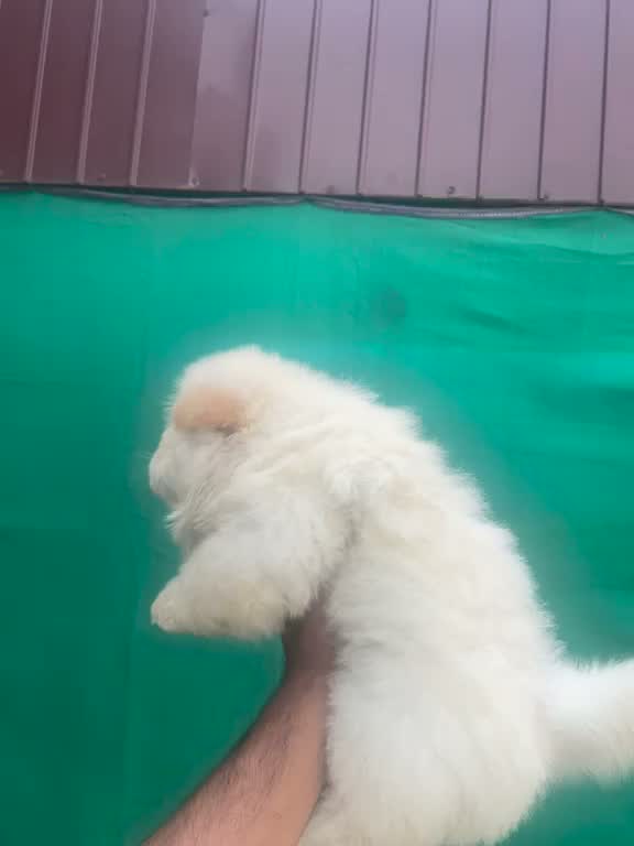 Chow Chow Puppies, farm video