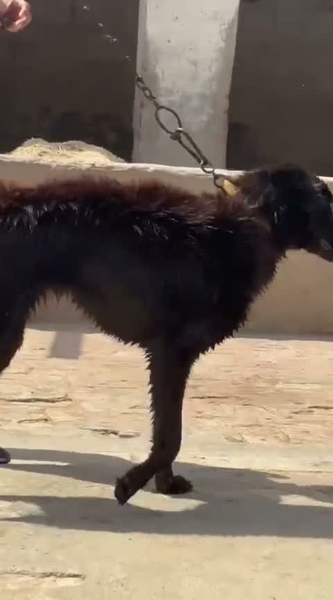 German Shepherd Puppy, farm video