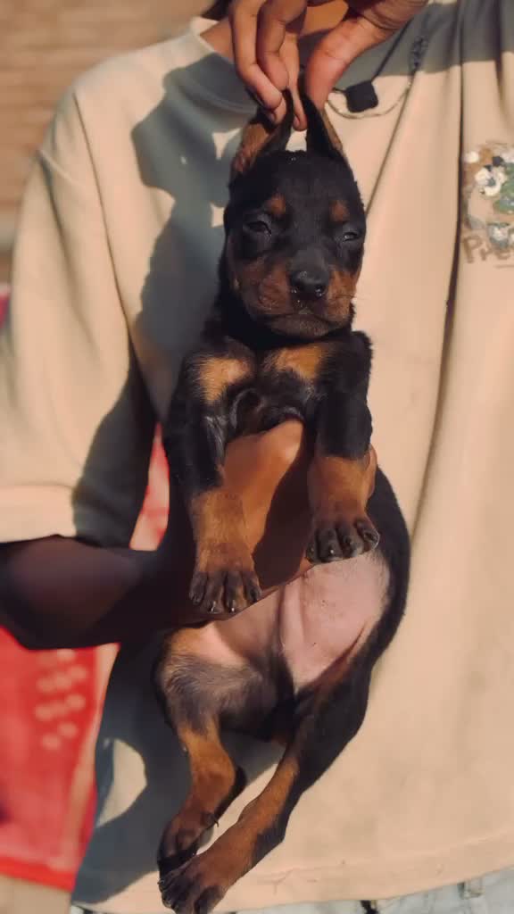 Doberman Pinscher Puppy, farm video