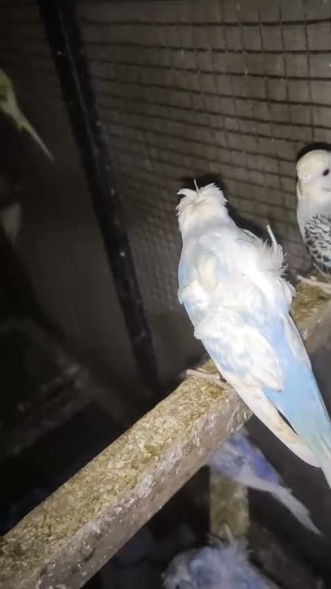 Hogoromo Budgies, farm video