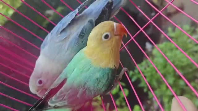 African Love Birds, farm video