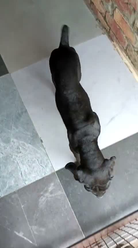 Cane Corso Puppy | Brindle, farm video
