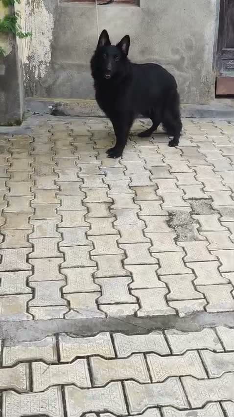 German Shepherd Puppy, farm video