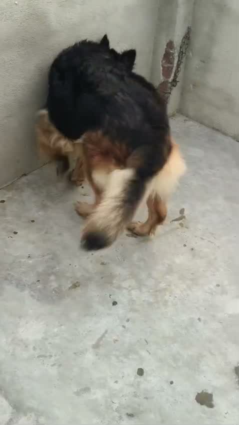 German Shepherd Puppy, farm video