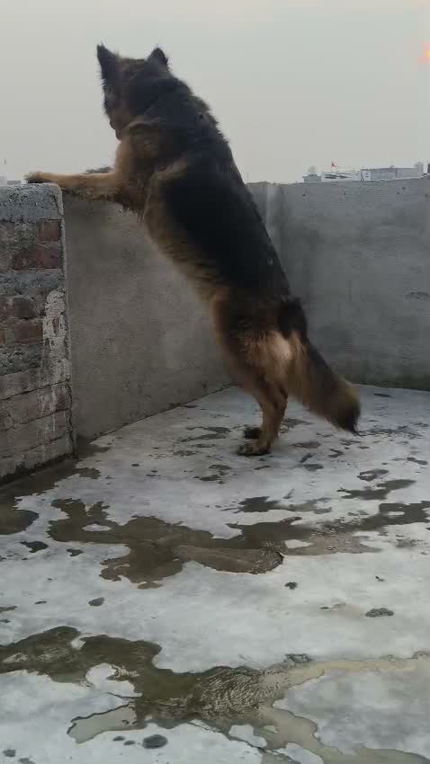 German Shepherd Puppy, farm video