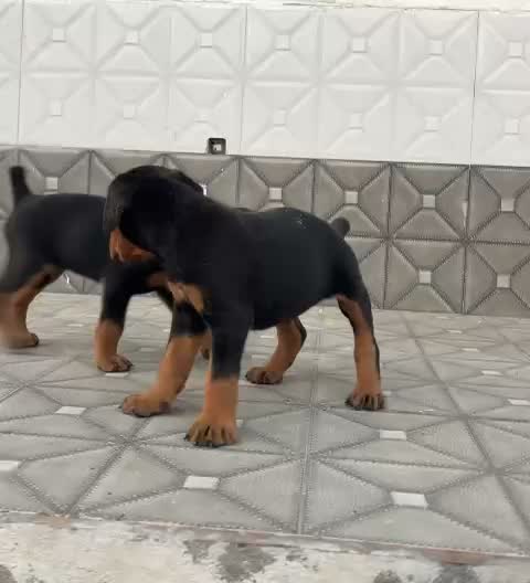 Doberman Pinscher Puppy, farm video