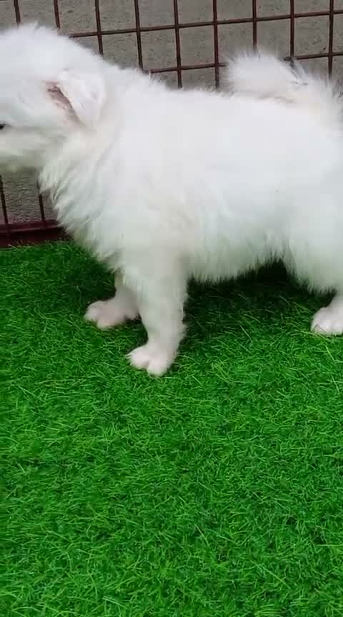 Culture Pom Puppy, farm video