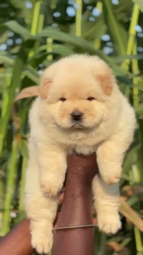 Chow Chow Puppies, farm video