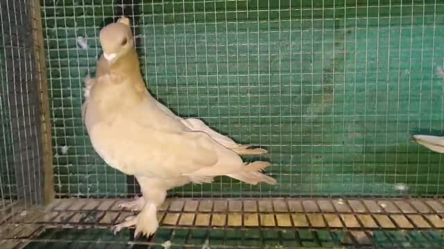 Chotiyal Pigeon, farm video