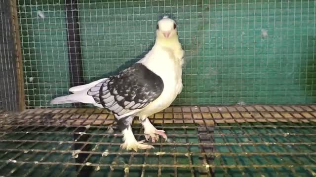 Chotiyal Pigeon, farm video