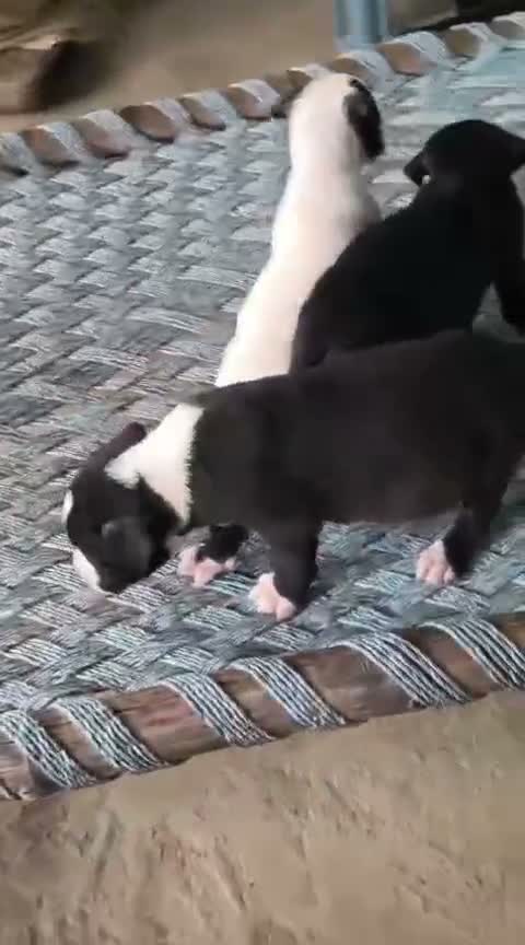 Pitbull Terrier Puppy, farm video