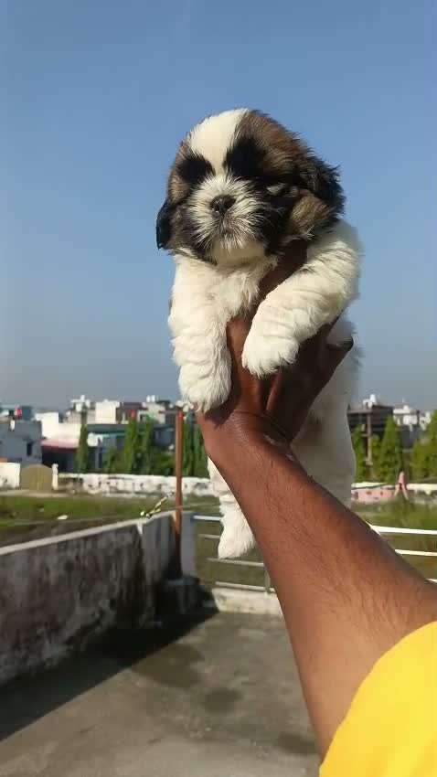 Shih Tzu | Black Color, farm video