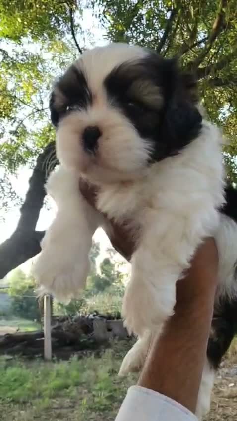 Shih Tzu | Black Color, farm video