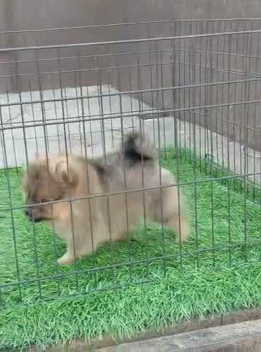 Dachshund Puppy | Brown, farm video