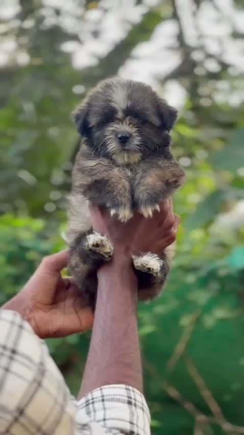 Lhasa Apso Puppies, farm video