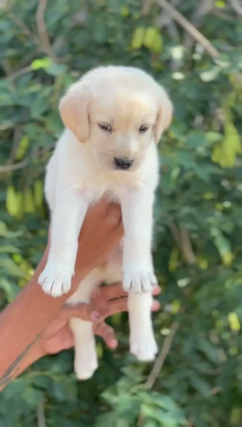 Beagle Black & Tan Puppy, farm video
