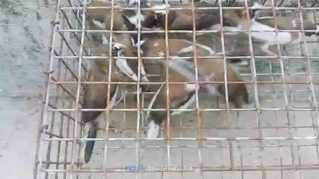 Bengal Kitten, farm video