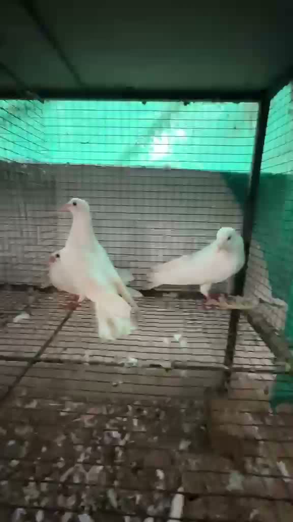 Chotiyal Pigeon, farm video