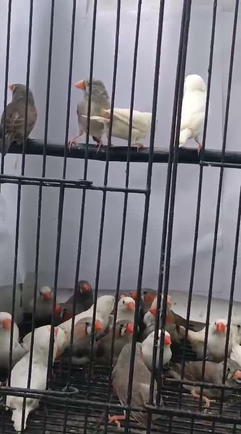Dachshund Puppy | Brown, farm video