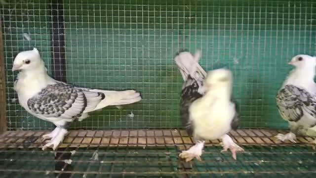 Chotiyal Pigeon, farm video