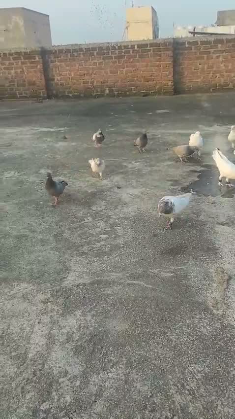 Chotiyal Pigeon, farm video