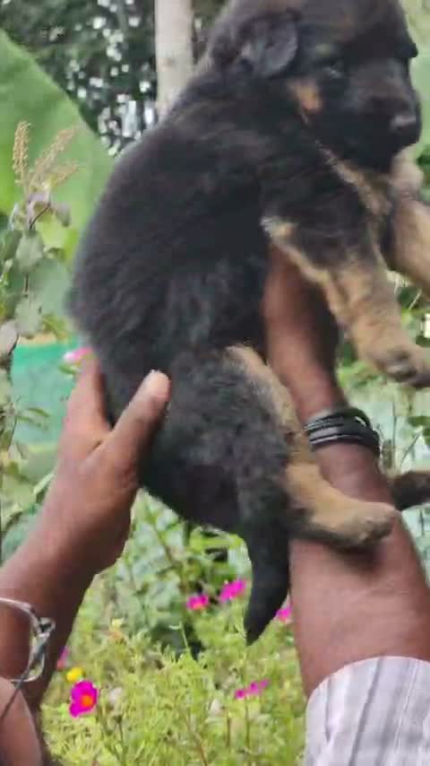 German Shepherd Puppy, farm video