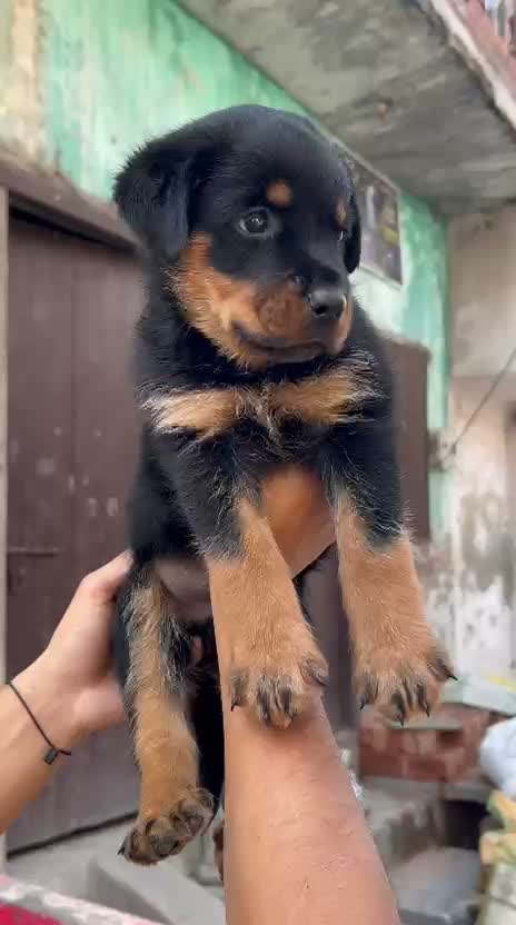Rottweiler Puppy, farm video