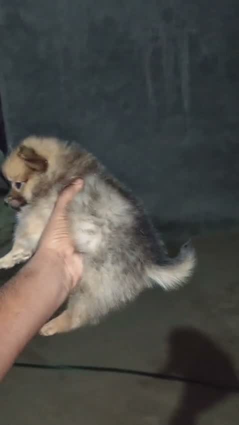 Pomeranian Puppy, farm video