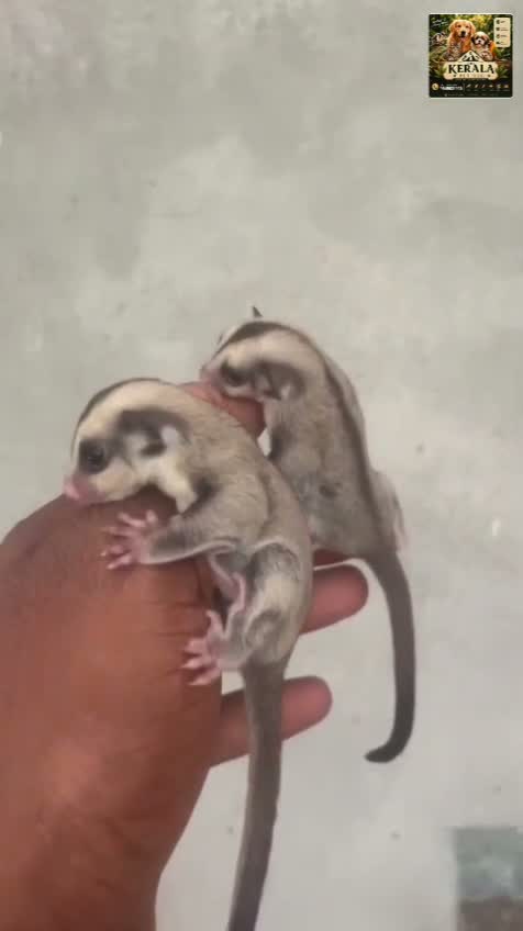 Sugar Glider | Grey, farm video