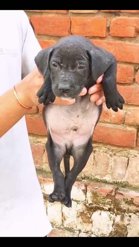 Pitbull Terrier Puppy, farm video
