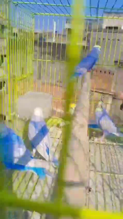 Budgies | Fallow, farm video