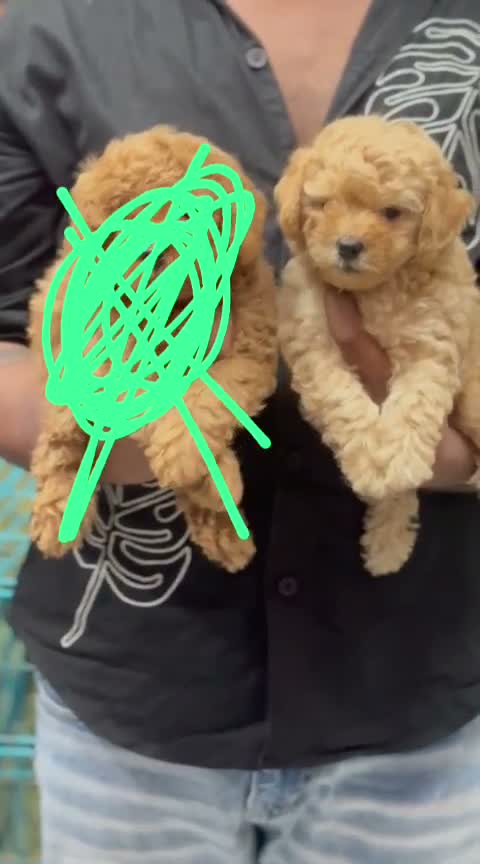Standard Poodle Puppy | White, farm video