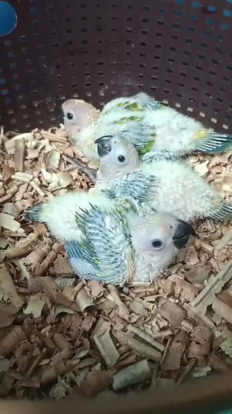 Sun Conure, farm video