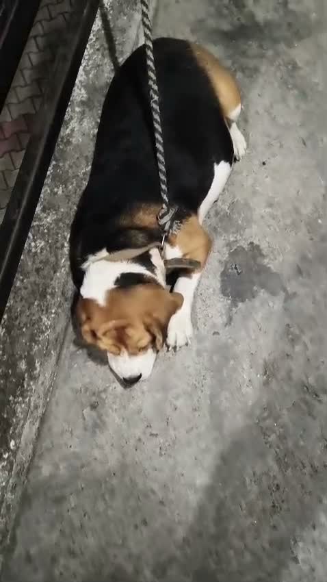 Beagle Black & Tan Puppy, farm video