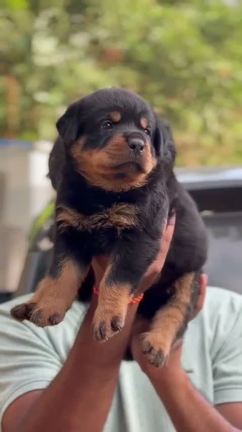 Rottweiler Puppy, farm video