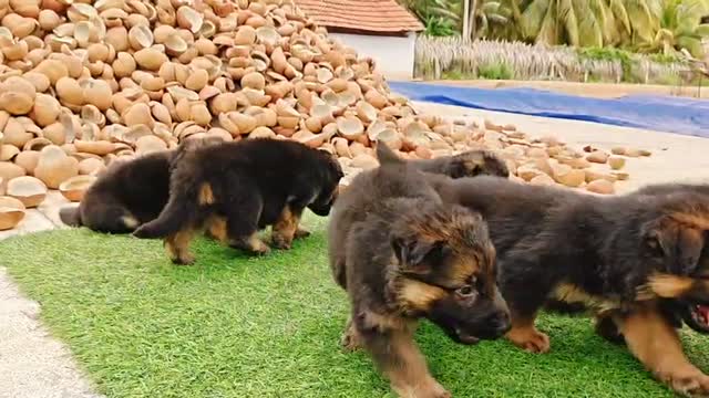 German Shepherd Puppy, farm video