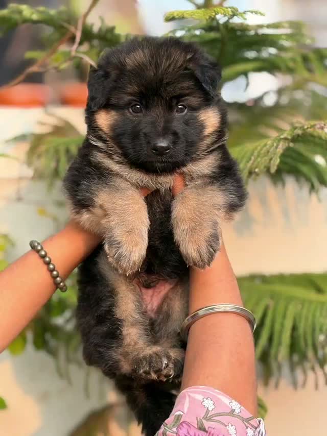 German Shepherd Puppy, farm video