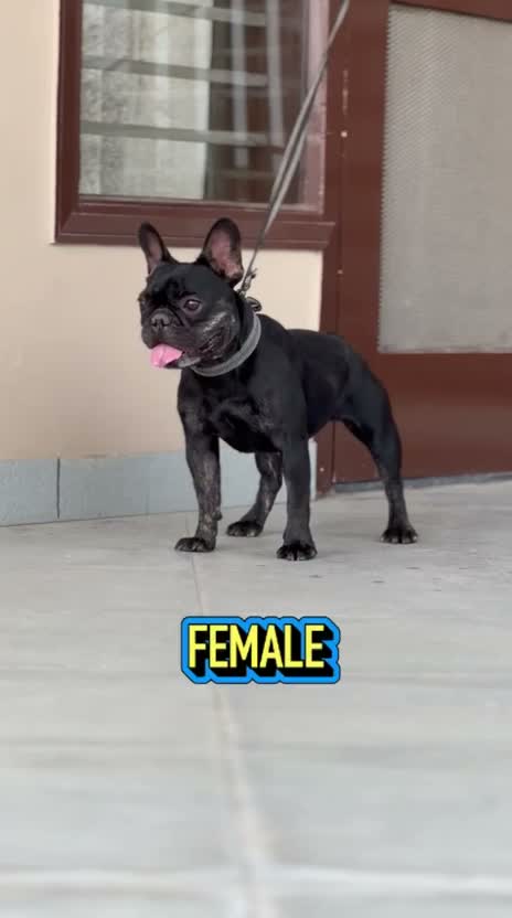 French Bulldog Puppy, farm video