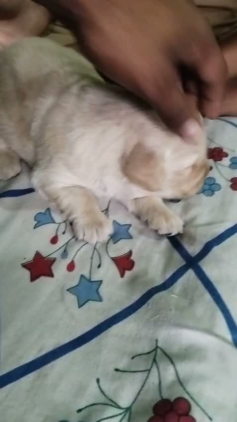 Golden Retriever, farm video