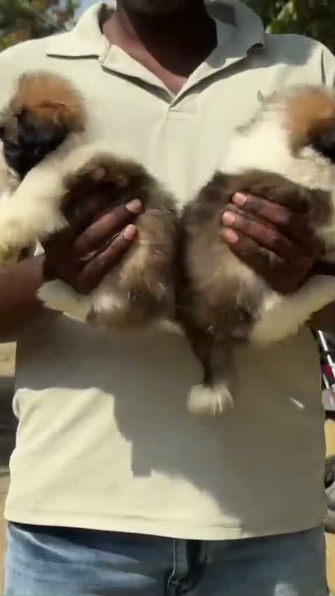 Shih Tzu | Black Color, farm video