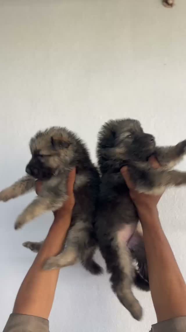 German Shepherd Puppy, farm video