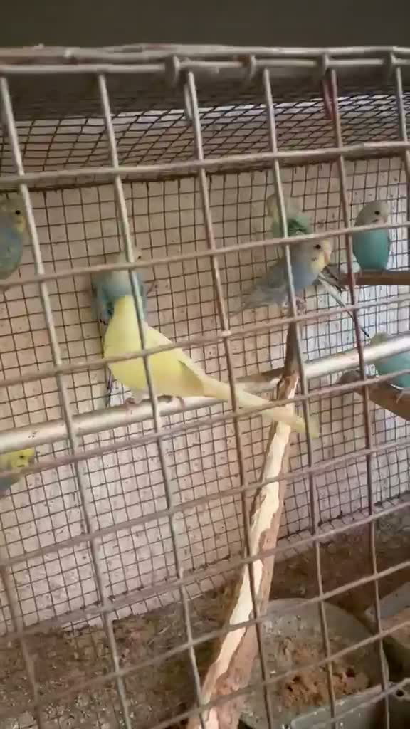 Budgies | Fallow, farm video