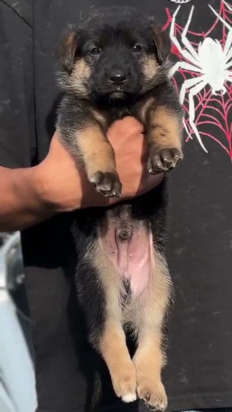 German Shepherd Puppy, farm video