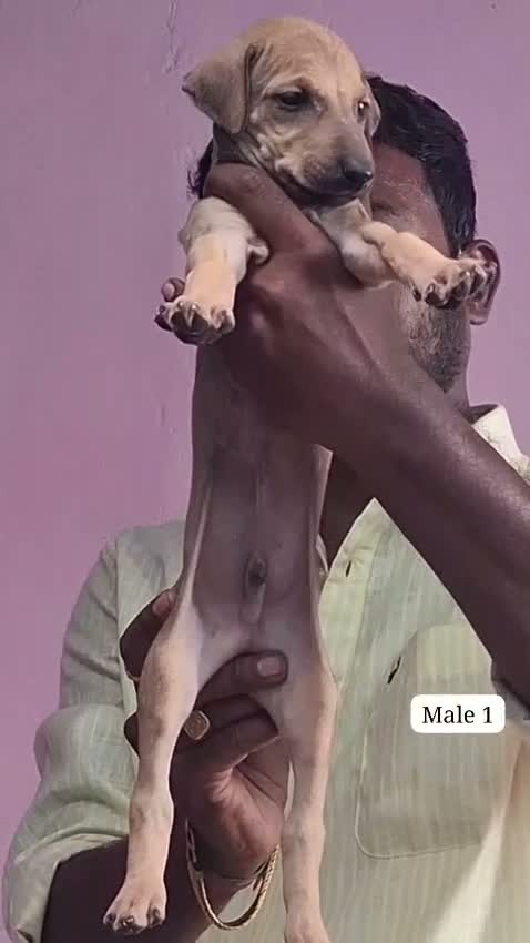 Chippiparai Puppy, farm video
