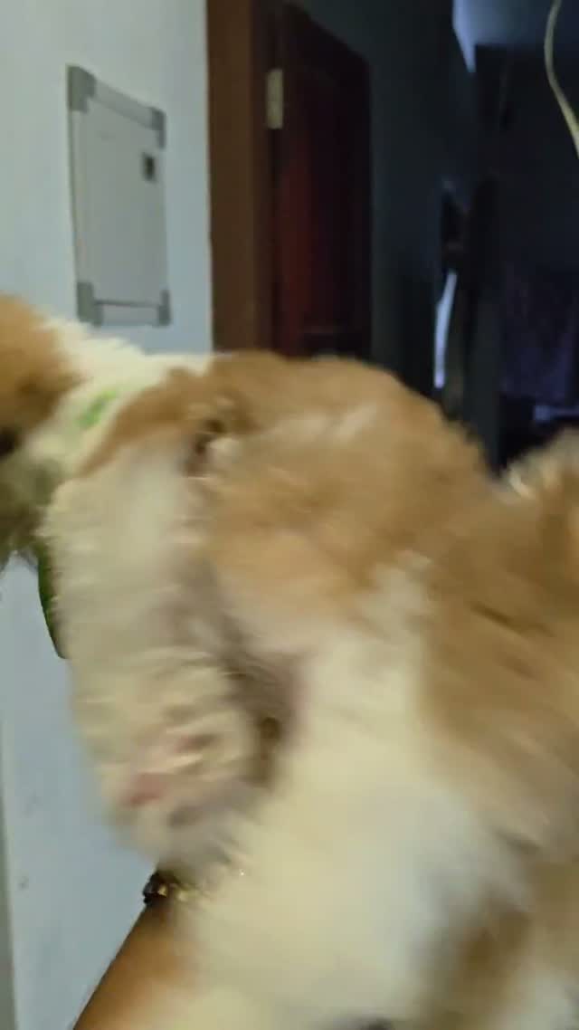 Shih Tzu | Black Color, farm video