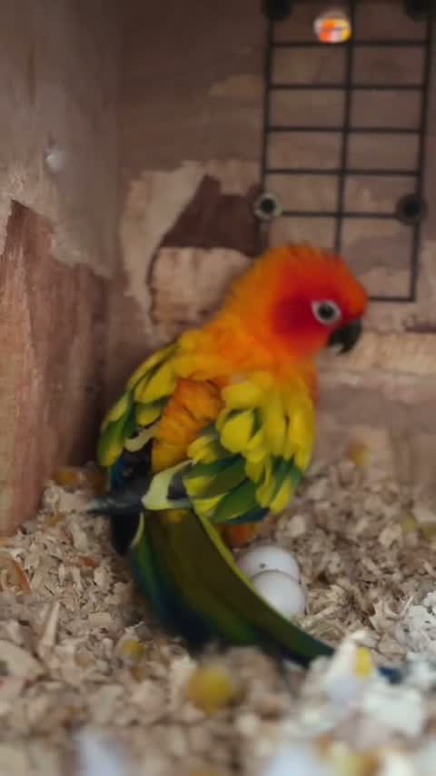Sun Conure, farm video