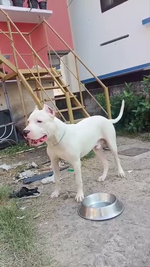 Dogo Argentino Puppy, farm video