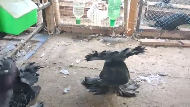 Satin Pigeon, farm video
