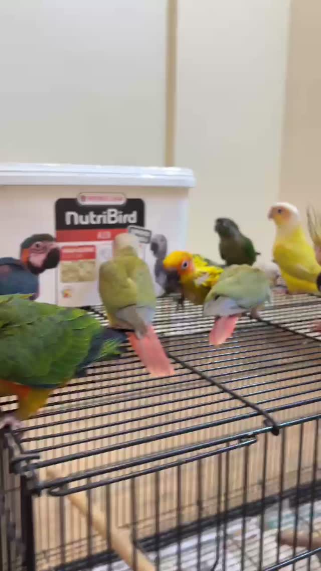 Cockatiel, farm video