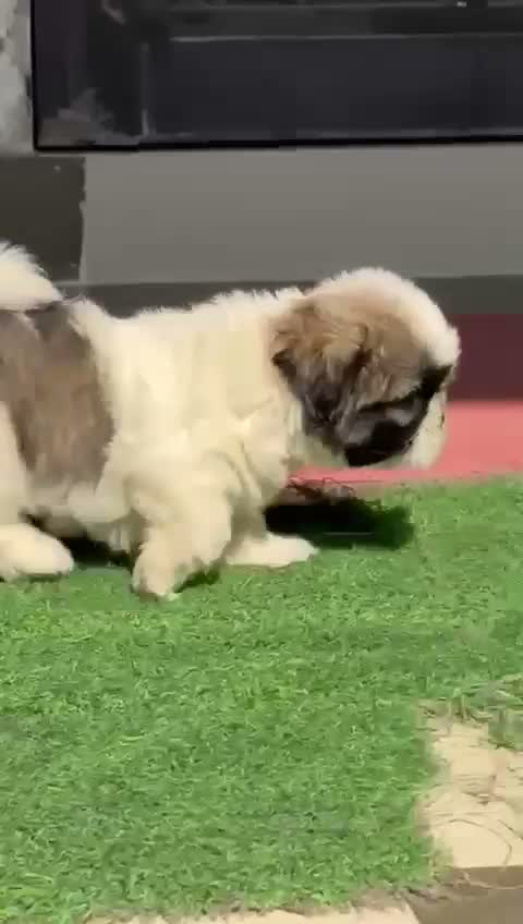 Shih Tzu | Black Color, farm video